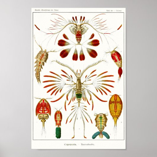 Bord 56. Copepods. Poster (Voorkant)