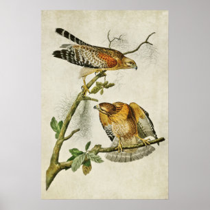 Bord 56   Hawk met roodschouderwand   Vogels van A Poster