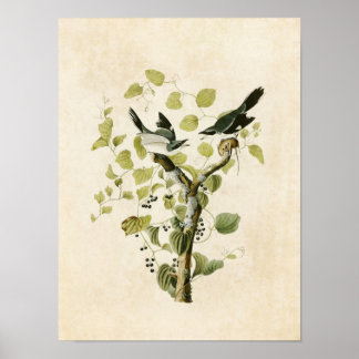Bord 57 | Loggerhead Shrike | Vogels van Amerika Poster