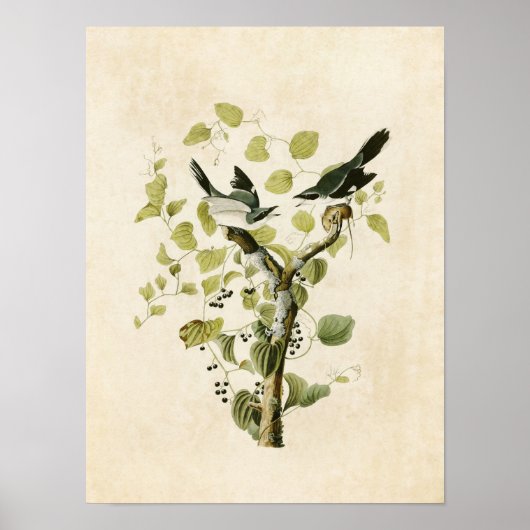 Bord 57 | Loggerhead Shrike | Vogels van Amerika Poster (Voorkant)
