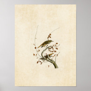 Bord 58   Hermit Thrush   Vogels van Amerika Poster
