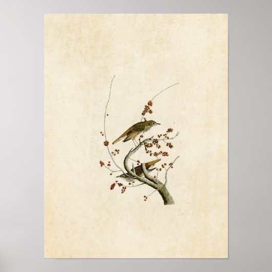 Bord 58 | Hermit Thrush | Vogels van Amerika Poster (Voorkant)