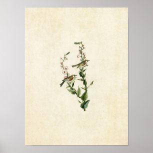 Bord 59   Chestnut-sided Warbler Poster