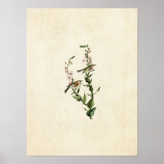 Bord 59 | Chestnut-sided Warbler Poster (Voorkant)