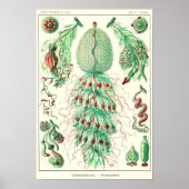 Bord 59. Strobalia cupola. Poster (Voorkant)