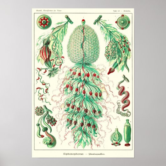 Bord 59. Strobalia cupola. Poster (Voorkant)