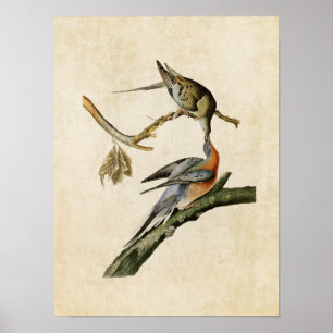 Bord 62 Passagiersduif Vogels van Amerika Poster