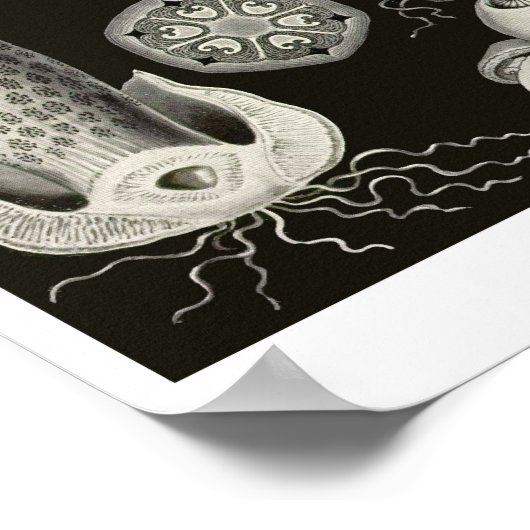 Bord 63. Basidiomycetes. Poster (Hoek)