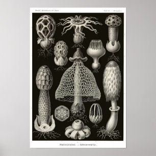 Bord 63. Basidiomycetes. Poster