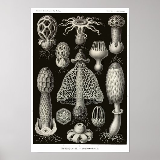 Bord 63. Basidiomycetes. Poster (Voorkant)