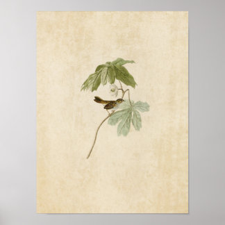 Bord 64 | Zwemkruid | Vogels van Amerika Poster