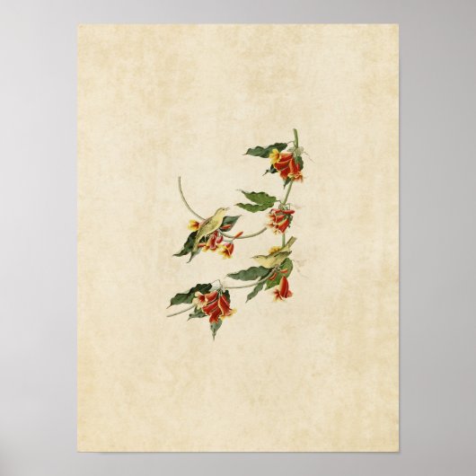 Bord 65 | Rathbone Warbler | Vogels van Amerika Poster (Voorkant)