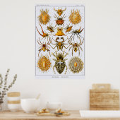 Bord 66 Arachnida. Spiers (orde Araneae) Poster (Keuken)