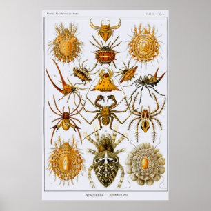 Bord 66 Arachnida. Spiers (orde Araneae) Poster