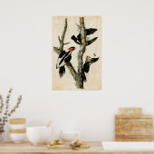 Bord 66 | Ivory-Billing Woodpecker Poster (Keuken)