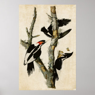 Bord 66 | Ivory-Billing Woodpecker Poster