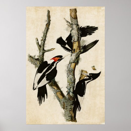 Bord 66 | Ivory-Billing Woodpecker Poster (Voorkant)