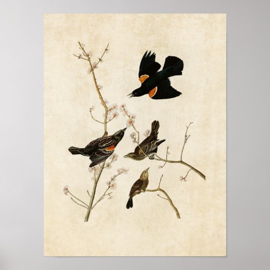 Bord 67 | Roodvleugelvleugel of Marsh Blackbird Poster (Voorkant)