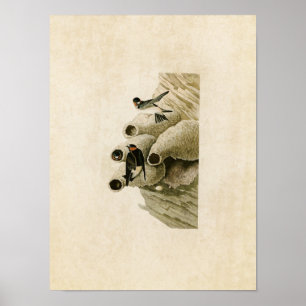 Bord 68   Republican of Cliff Swallow Poster