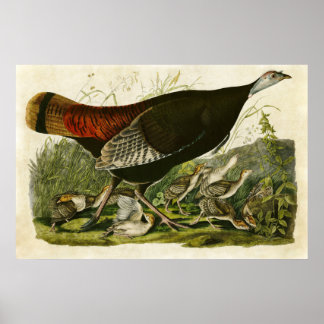 BORD 6 | Wilde Turkije | Vogels van Amerika Poster