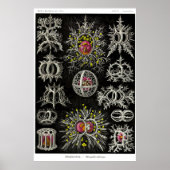 Bord 71. Stefoidea Poster (Voorkant)