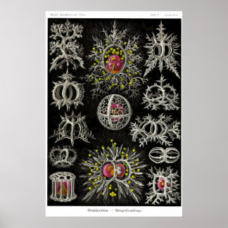 Bord 71. Stefoidea Poster