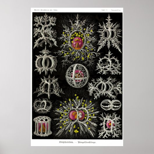 Bord 71. Stefoidea Poster (Voorkant)