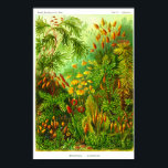 Bord 72. Muscinae Poster<br><div class="desc">Muscinae (nu Bryophyta) Mosses,  kleine bloederige planten die gewoonlijk groeien in klontjes op vochtige en ondiepe plaatsen. Bord 72 van de Kunstformen der Natur van Ernst Haeckel (Kunstvormen van Natuur) van 1900.</div>