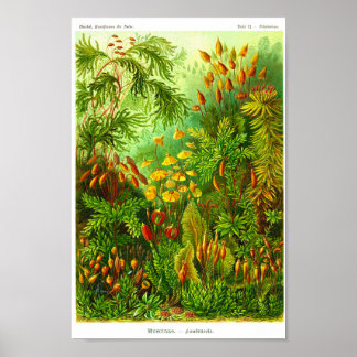 Bord 72. Muscinae Poster