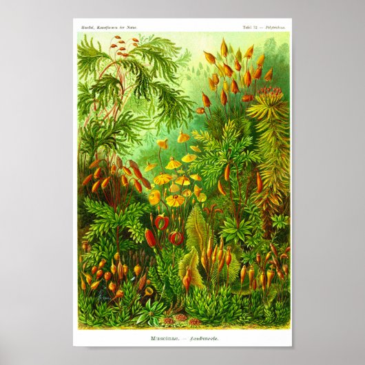 Bord 72. Muscinae Poster (Voorkant)