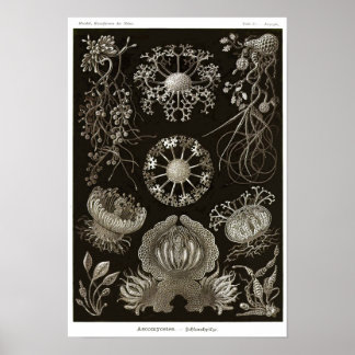 Bord 73. Ascomycetes. Poster