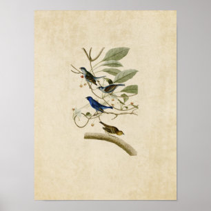 Bord 74 Indigo Bunting Vogels van Amerika Poster