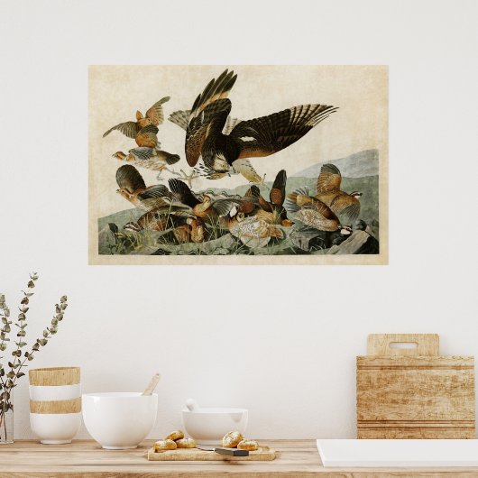 Bord 76 | Virginiaanse patridge | Vogels van Ameri Poster (Keuken)