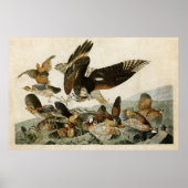 Bord 76 | Virginiaanse patridge | Vogels van Ameri Poster (Voorkant)