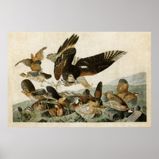 Bord 76 | Virginiaanse patridge | Vogels van Ameri Poster