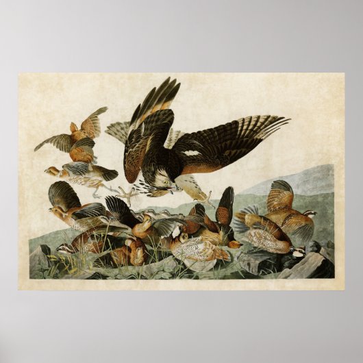 Bord 76 | Virginiaanse patridge | Vogels van Ameri Poster (Voorkant)