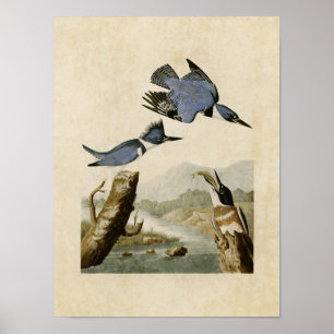Bord 77   Belted Kingfisher   Vogels van Amerika Poster