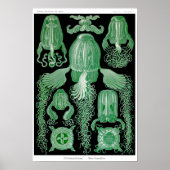 Bord 78. Cubomedusae Poster (Voorkant)