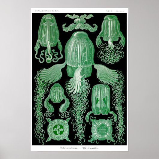 Bord 78. Cubomedusae Poster (Voorkant)
