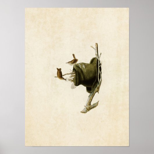 Bord 83 | House Wren | Vogels van Amerika Poster (Voorkant)