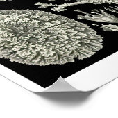 Bord 83. Lichens. Poster (Hoek)