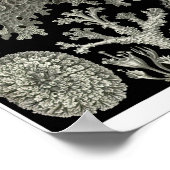 Bord 83. Lichens. Poster (Hoek)