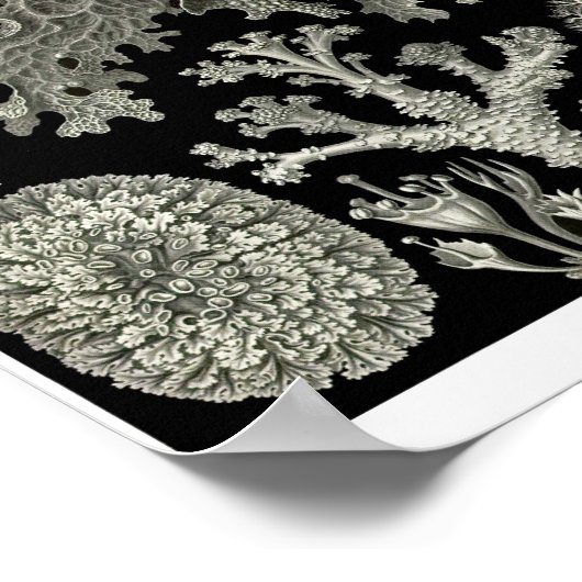 Bord 83. Lichens. Poster (Hoek)