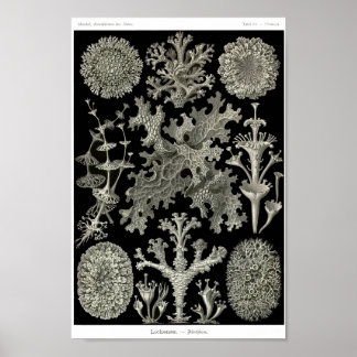 Bord 83. Lichens. Poster