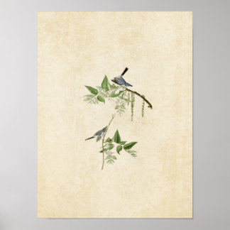 Bord 84 | Blauwgrijze broekvanger | Vogels van Ame Poster