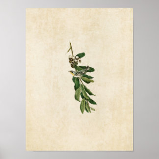 Bord 85 | Geelbruine Warbler Poster