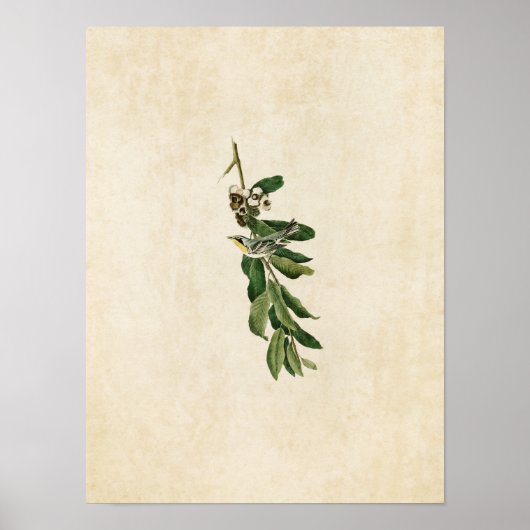 Bord 85 | Geelbruine Warbler Poster (Voorkant)