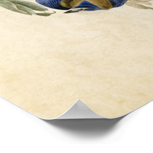 Bord 87 | Florida Jay | Vogels van Amerika Poster (Hoek)