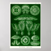 Bord 88. Discomedusae. Poster (Voorkant)