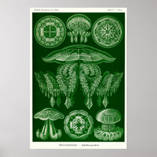 Bord 88. Discomedusae. Poster